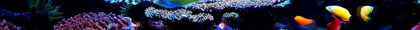 Capítulo 8: Planificación y Realización de Cambios en tu Acuario Marino