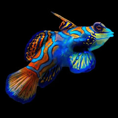 Peces para acuarios de agua salada