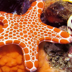 animales invertebrados para acuarios