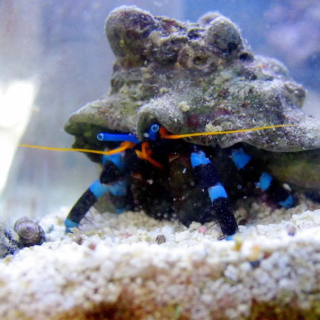 Cangrejo ermitaño Calcinus elegans con patas azuladas y caparazón rayado, desplazándose sobre el sustrato de un acuario marino.