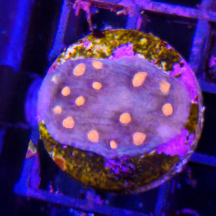 Echinophyllia – Coral LPS en forma de chal para acuarios marinos