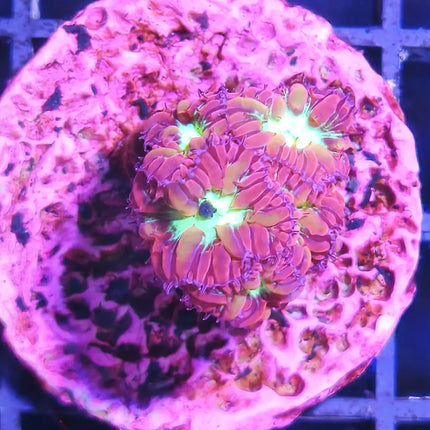 Esqueje de Blastomussa con pólipos carnosos coloridos en plug cerámico, listo para instalar en acuario marino.