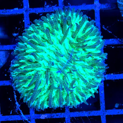 Coral Fungia Neón con tonos brillantes bajo luz actínica