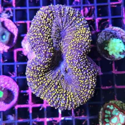 Lobophyllia Amarilla L – Coral LPS Cerebro de Colores Vivos para Acuario Marino