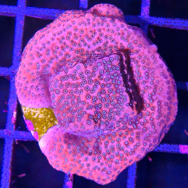 Montipora morada – Coral SPS colorido y resistente para acuarios de arrecife