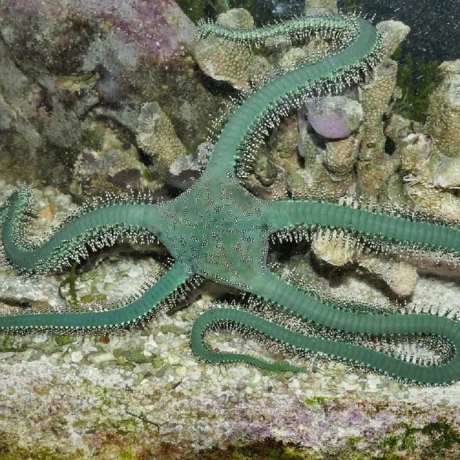 Estrella de mar Ophiaracna incrassata con brazos largos y delgados, de color marrón claro, en un acuario marino sobre el sustrato.