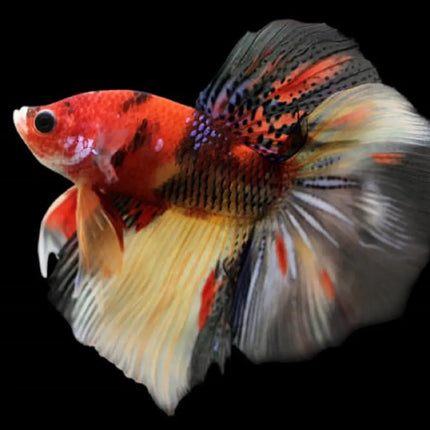 Betta Macho Plakat Nemo con colores naranja, blanco y azul nadando en acuario tropical