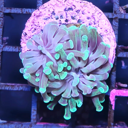 Euphyllia Parancora Puntas Verdes – Coral LPS de Movimiento para Acuario Marino