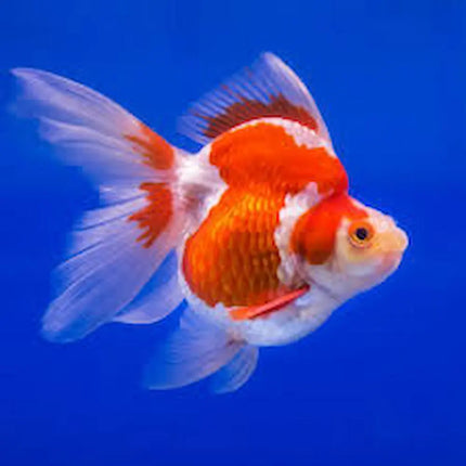 Oranda Ryukin con cuerpo alto, joroba prominente y capucha carnosa