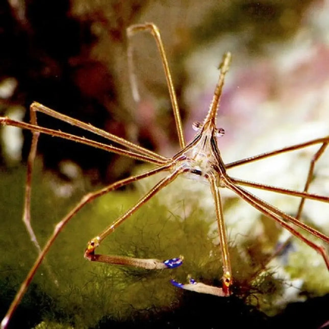 Stenorhynchus seticornis, cangrejo Flecha de arrecife con patas largas y cuerpo estrecho, desplazándose entre las rocas vivas de un acuario marino, contribuyendo al equilibrio del ecosistema.