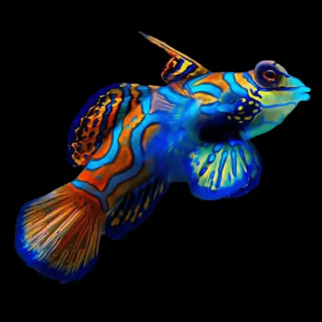 Synchiropus splendidus con cuerpo alargado, cubierto por un patrón psicodélico de colores: base verde-azulada con franjas irregulares naranjas y detalles azul eléctrico. Ojos saltones y rojos. Aletas pectorales amplias, con bordes ondulados y colores vivos.