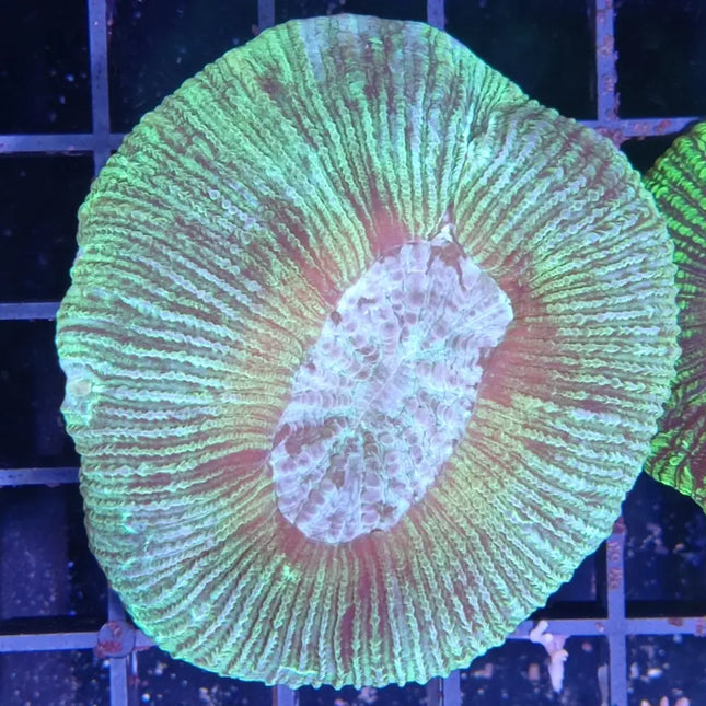 Trachyphyllia geoffroyi con expansión completa y coloración verde intenso en acuario marino.