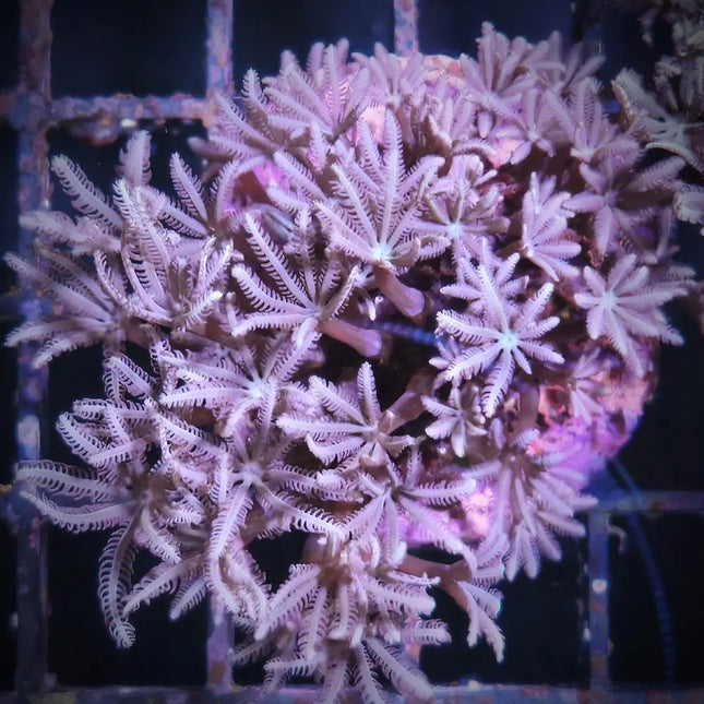 Esqueje de Tubipora musica con pólipos verdes sobre tubos rojos en acuario marino.