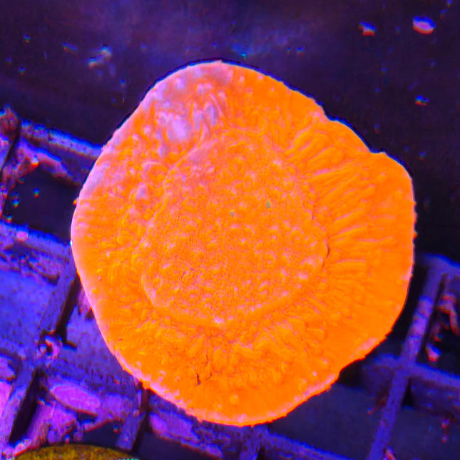Montipora roja – Coral SPS resistente y de color intenso