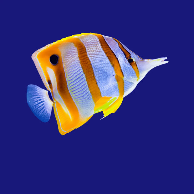 <h1>PECES DE AGUA SALADA</h1>