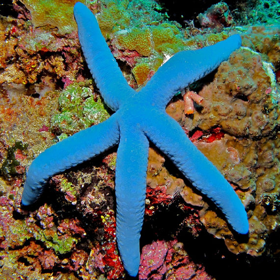 Estrella Azul o Linckia laevigata