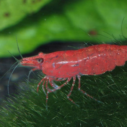 Gamba Neocaridina davidi var Cherry