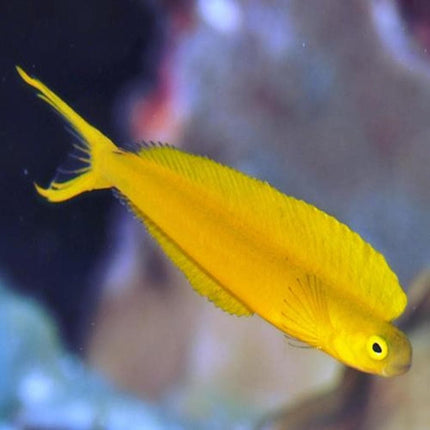 Meiacanthus oualanensis