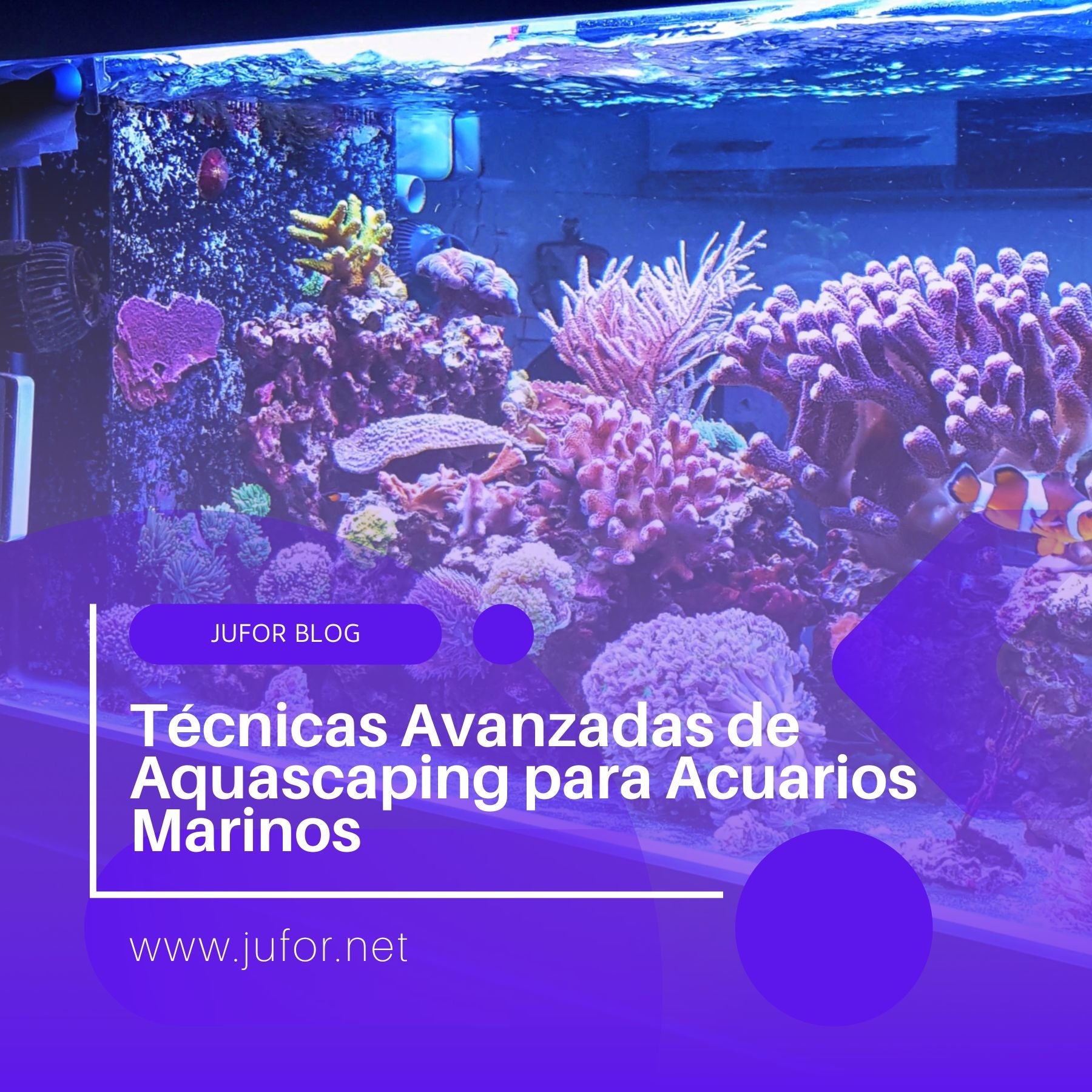 Capítulo 16: Técnicas Avanzadas de Aquascaping para Acuarios Marinos
