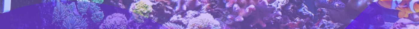 Capítulo 16: Técnicas Avanzadas de Aquascaping para Acuarios Marinos