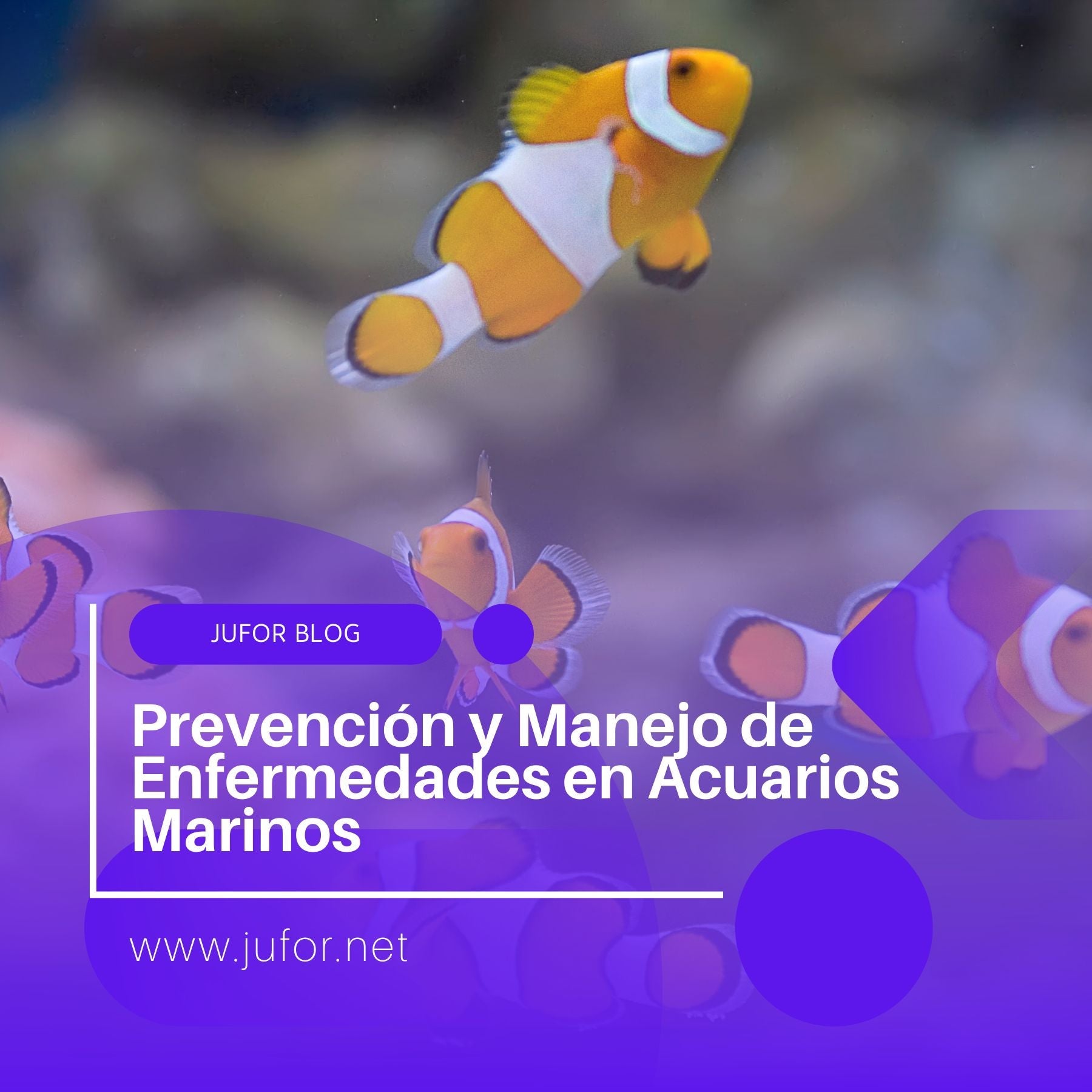 Capítulo 20: Prevención y Manejo de Enfermedades en Acuarios Marinos