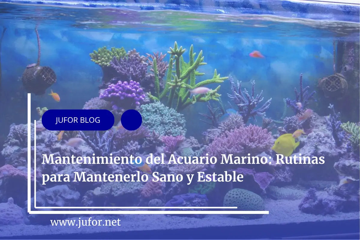 Capítulo 29: Mantenimiento del Acuario Marino: Rutinas para Mantenerlo Sano y Estable