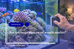 Acuario marino con algas. Una persona usa un imán limpiacristales para eliminarlas