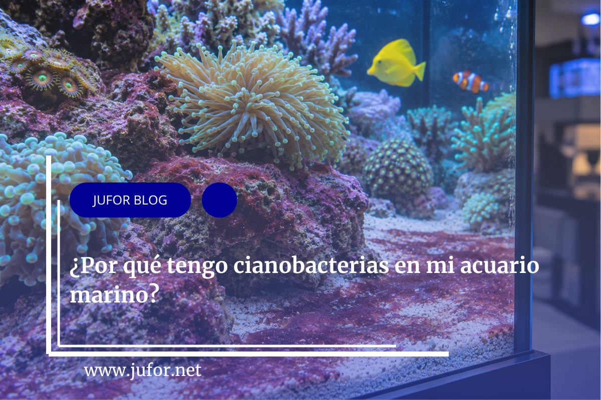 Capítulo 47: ¿Por qué tengo cianobacterias en mi acuario marino?