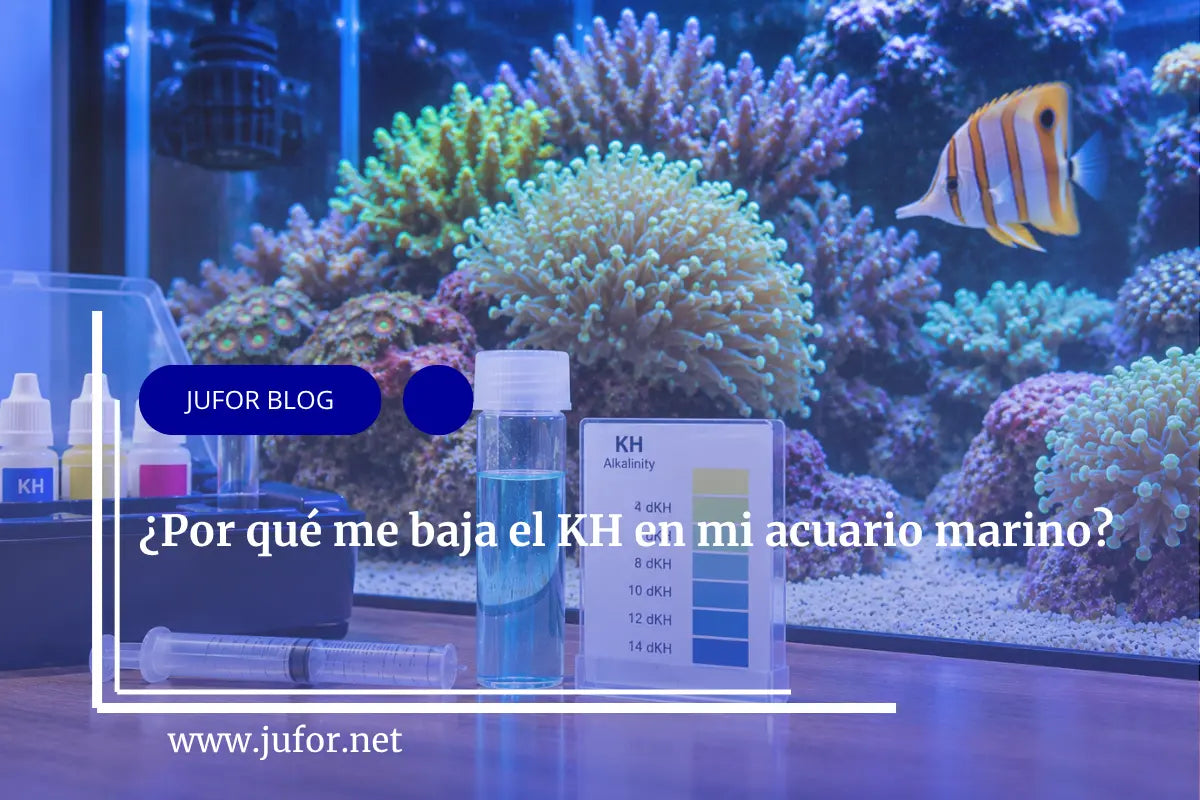 Capítulo 48: ¿Por qué me baja el KH en mi acuario marino?