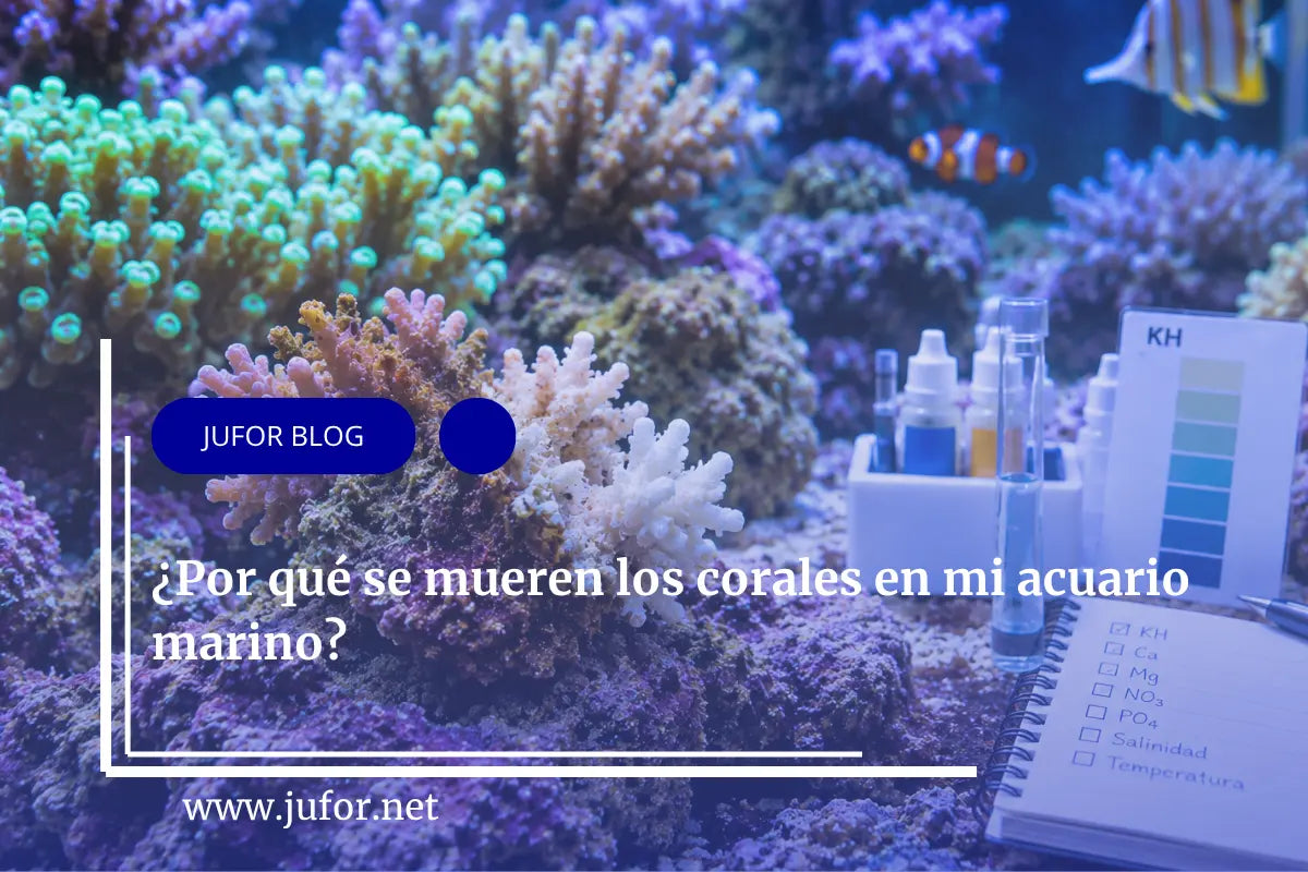 Capítulo 49: ¿Por qué se mueren los corales en mi acuario marino?