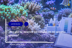 Capítulo 49: ¿Por qué se mueren los corales en mi acuario marino?