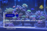 Capítulo 50: ¿Por qué no crecen los corales en mi acuario marino?