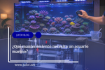 Capítulo 41: ¿Qué mantenimiento necesita un acuario marino?