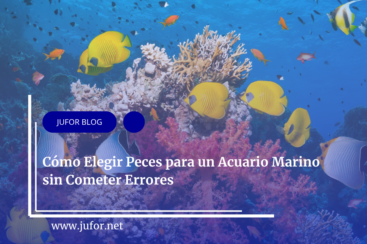 Cómo Elegir Peces para un Acuario Marino sin Cometer Errores