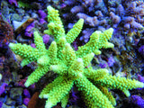 Capítulo 4: Cuidado y Mantenimiento de los Corales en el Acuario Marino