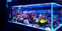 Capítulo 9: Expansión y Diversificación de tu Acuario Marino