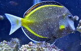 Capítulo 15: Manejo y Prevención de Enfermedades en el Acuario Marino