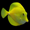 Artículo sobre exportación de Zebrasoma flavescens