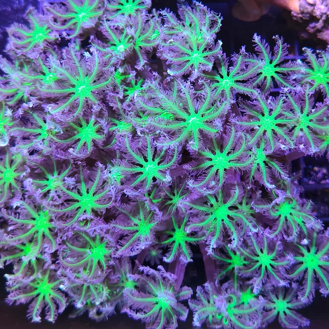 Clavularia XL – Coral Blando de Rápido Crecimiento para Acuarios Marinos