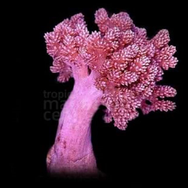 Capnella o Arbol de Kenia XS
