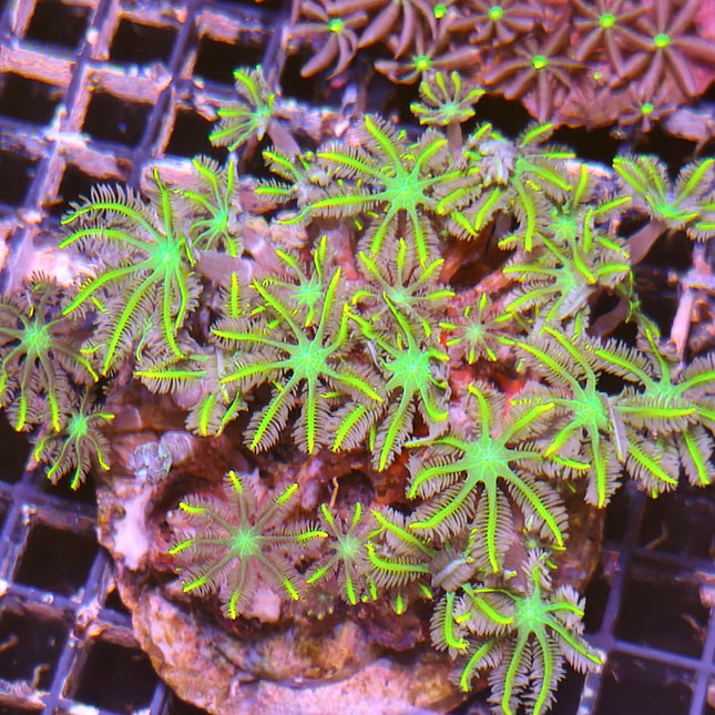 Clavularia III – Coral Blando de Rápido Crecimiento para Acuarios Marinos