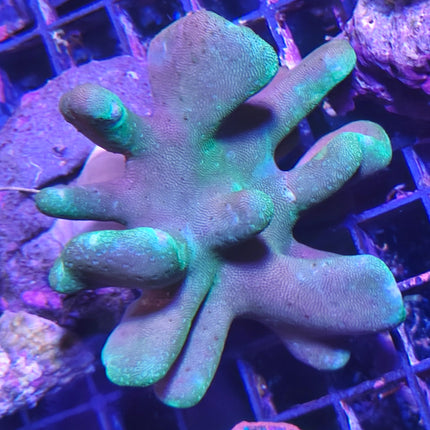 Lobophytum – Coral Cuero Lobulado Resistente para Acuario Marino