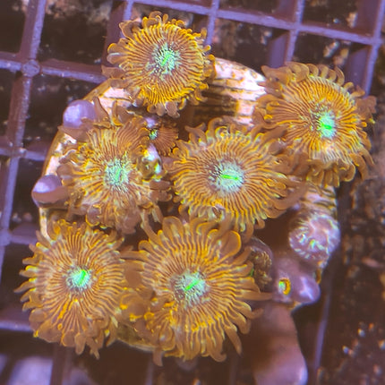 Zoanthus I – Explosión de Color para tu Acuario Marino