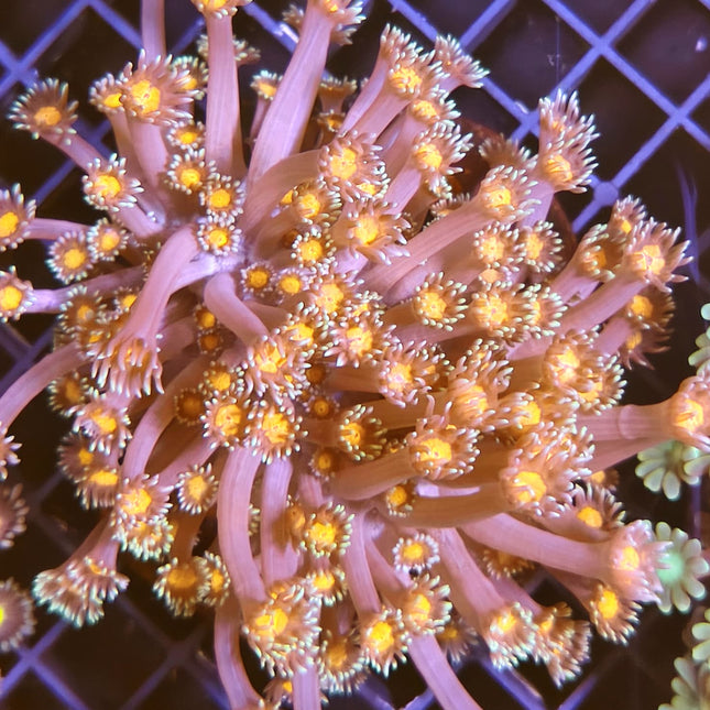 Goniopora L – Coral de Pólipo Largo para Acuario Marino de Arrecife