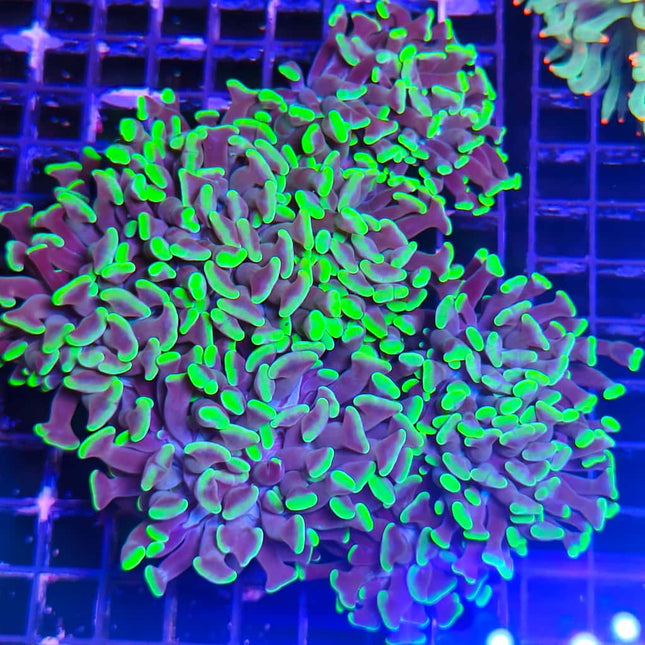 Euphyllia parancora XL – Coral LPS colorido  y elegante