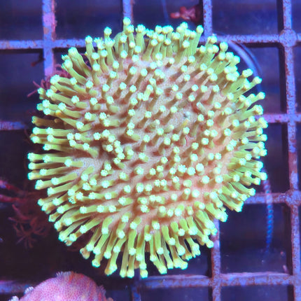 Sarcophyton Frag Verde Pólipo Largo – Coral cuero resistente y decorativo para acuarios marinos
