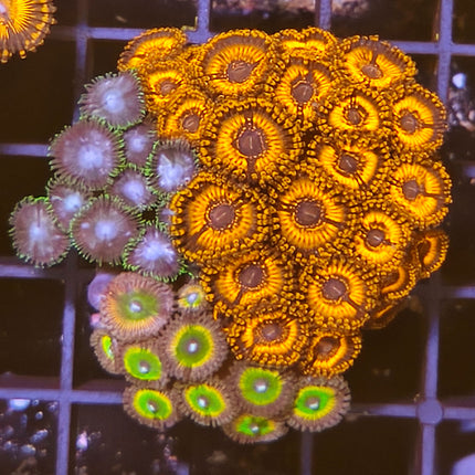 Zoanthus I – Explosión de Color para tu Acuario Marino