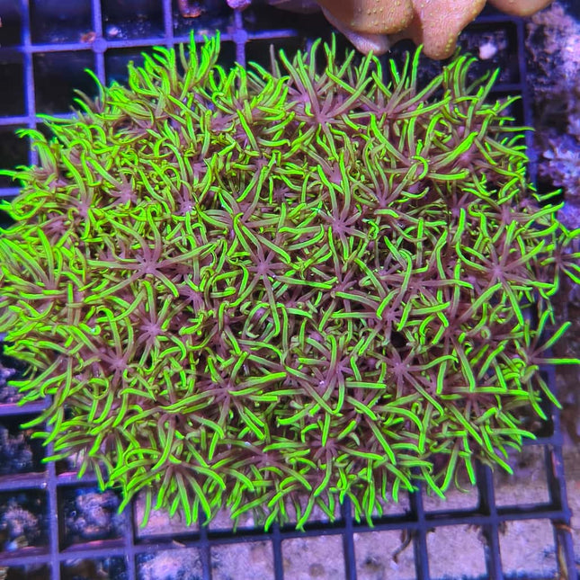 Pachyclavularia violacea – Coral Tapizante Verde de Fácil Mantenimiento