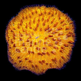 Fungia Ultra Orange Small