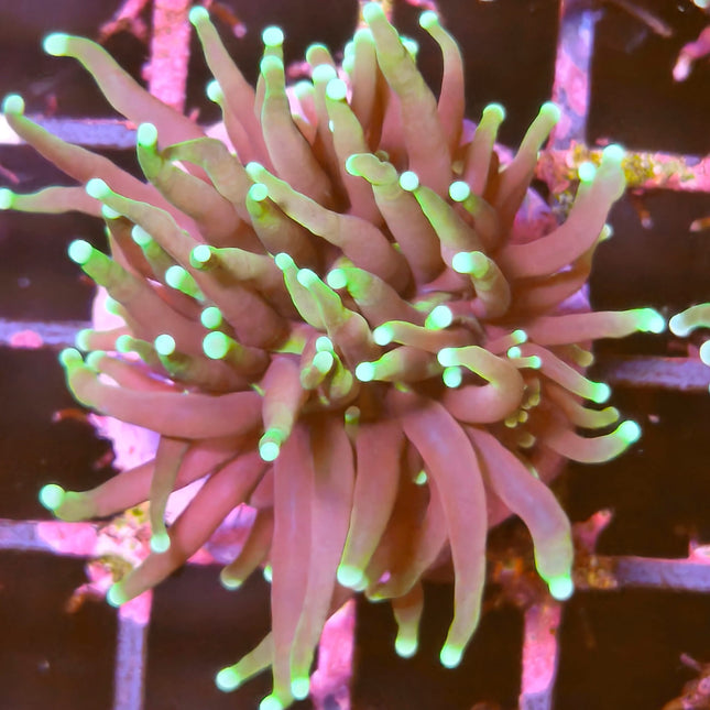 Euphyllia glabrescens Frag | LPS de tentáculos verdes